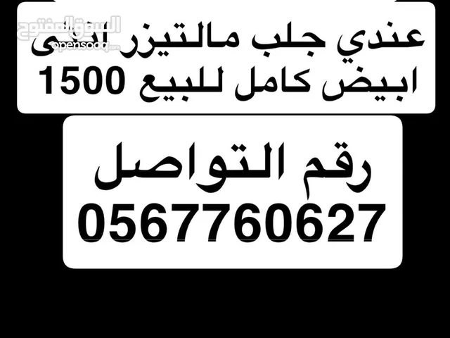 كلبين مالتيزر اخوان أنثى كلاب بيض