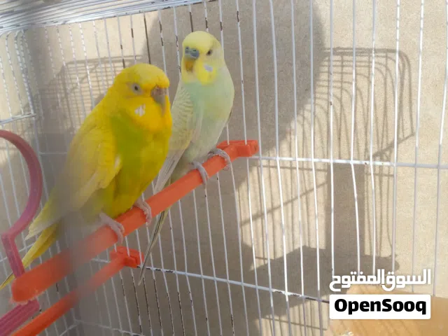 كوبيه بقلينو