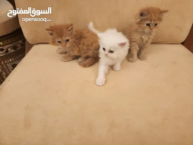 قطط هيملايا صغيرة