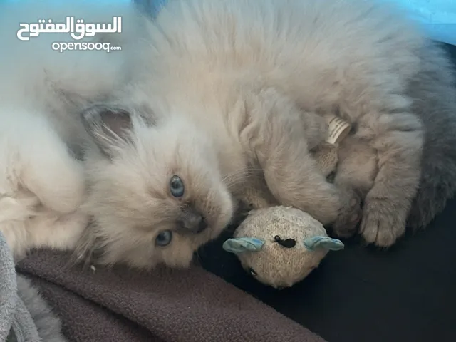 Fluffy Radgoll & Himalayan mix kittens