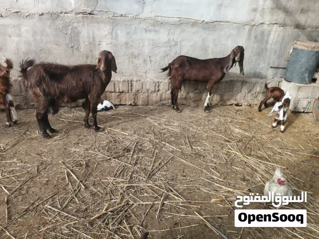 صخول العدد 5 بيهم 4 مطافيل وحده مضرع