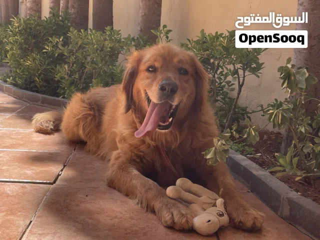 GOLDEN RETRIEVER FOR SALE