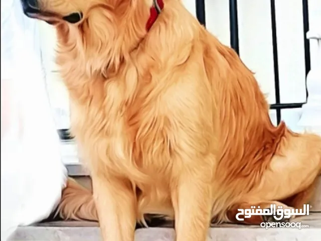 Pure breed golden retriever