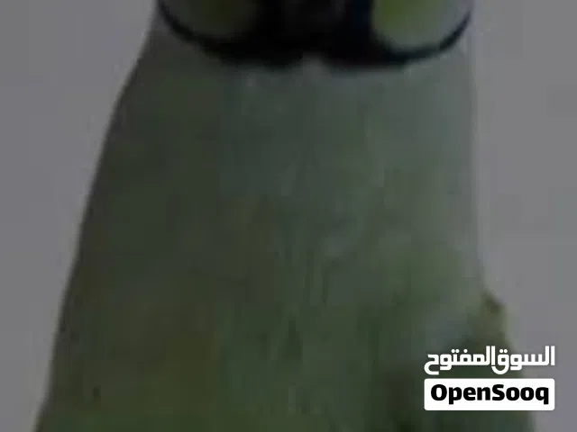 بغبغاء أنثى وذكر
