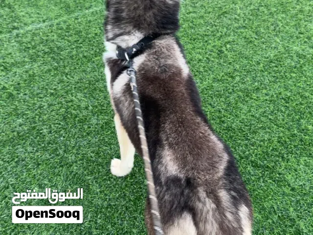 هاسكي او بدل ب اي حيوان نفس سعر اليف و مدرب  الي له خاطر يتوصل خاص