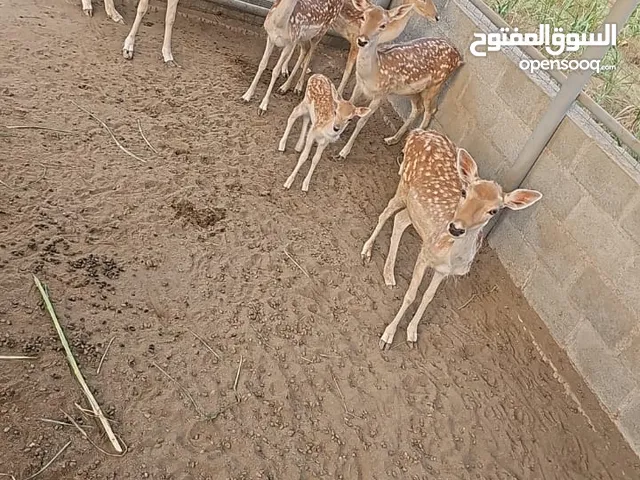 فرصه محبين غزلان الفلودير ذات المناعه القويه