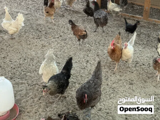 للبيع  دجاج عربي وفيومي