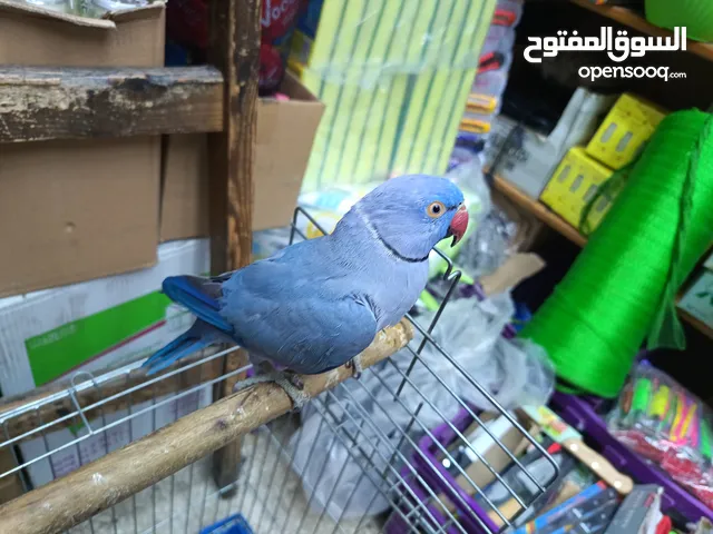 ببغاء دره لون ازرق طفره