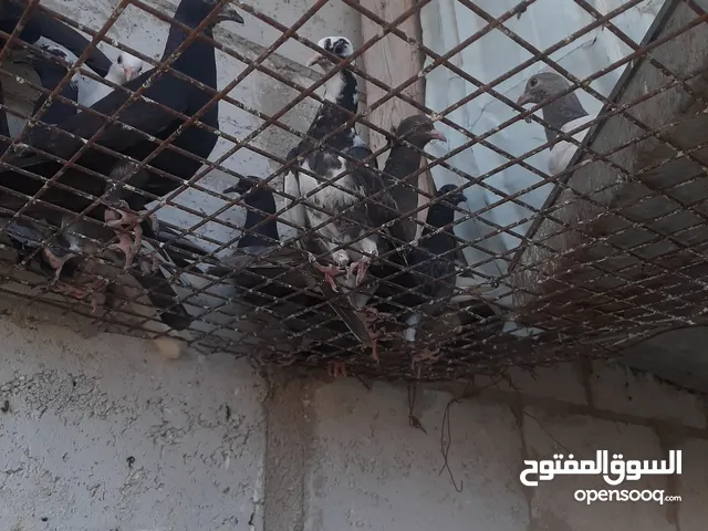زغاليل بلدي