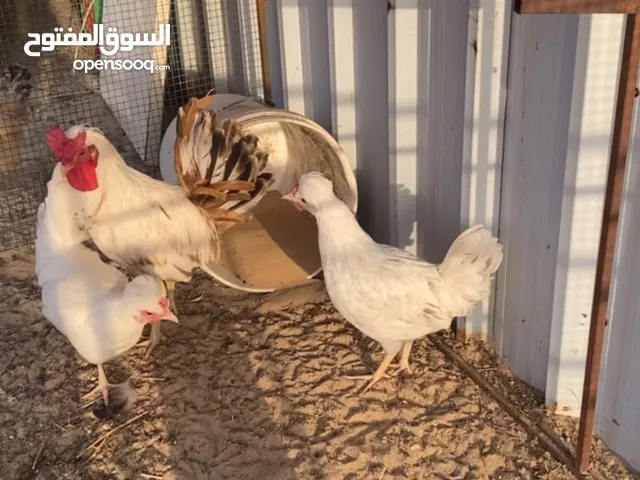 السلام عليكم ورحمة الله وبركاته