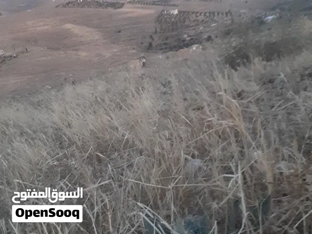 شعير بذارللبيع 320