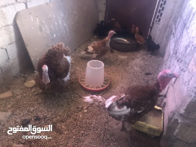 حبش احمر تركي نخب اول جواز