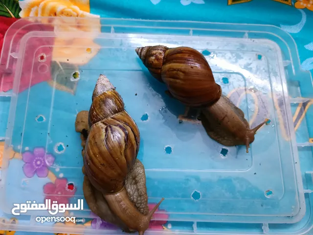 حلزون افريقيا زوج 25