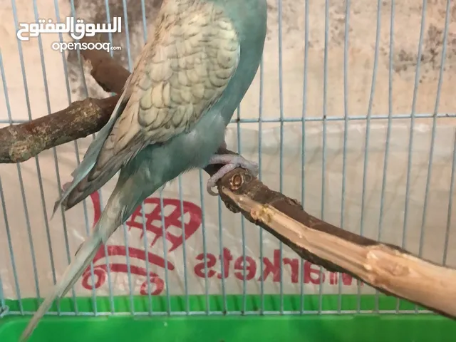 عصفور حب للبيع السعر بال وصف