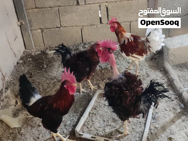 ديوج عدد 4
