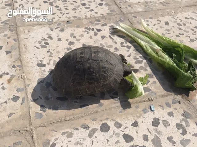 سلحفاة للبيع