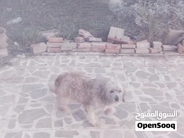 كلب شيواوا عمر 12 شهر