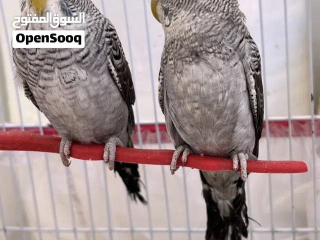 بسم الله تفرج على الوصف