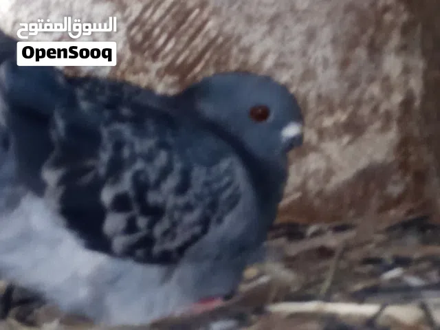 حمام للبيع في منهن جواز او في منهن طيور حمام او شغالات ميه بالميه او طيور الكش مكفولات ادخل الوصف