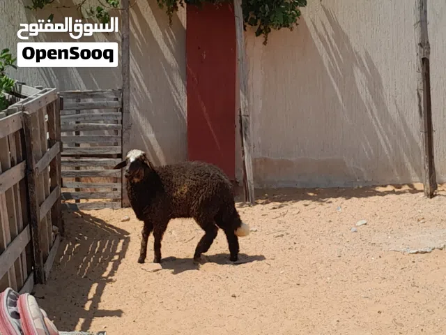 فطيمه وطنيه الله يبارك عمرها ف6شهور ونص سليمه من الامراض