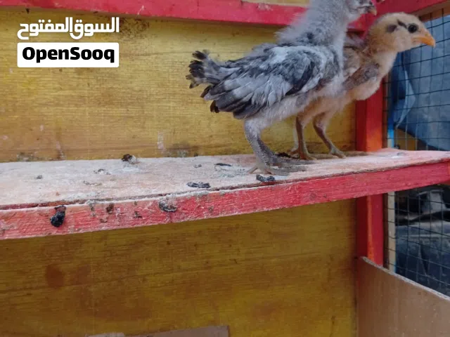 كتاكيت عرب ام يهوديه اثنين
