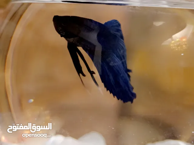 سمكة فايتر اللون الازرق
