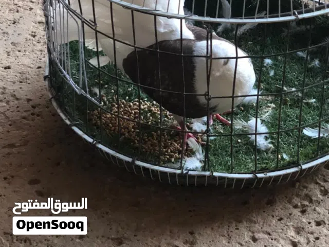 انتايه تونسيه