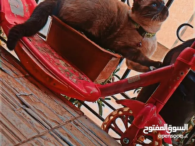 كنقرا في جمعيه ابو بكر