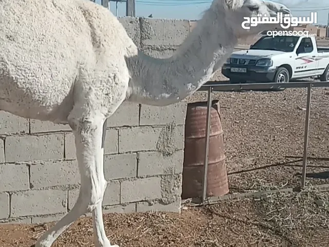 بكره وضحى مقنوي