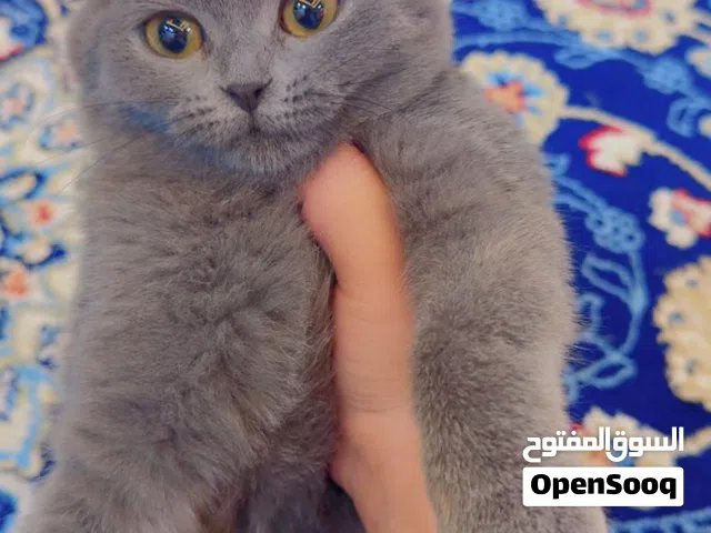 قطه سكوتش فولد انثى العمر 3 اشهر