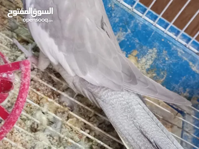 جوز كوكتيل التفاصيل بالوصف