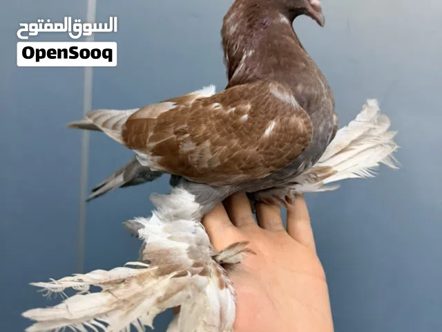 متاح انتاج هزاز