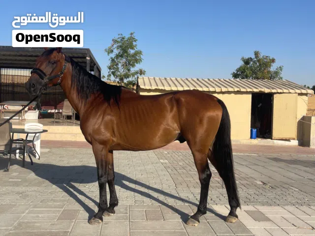 خيل عربي أصيل للبيع
