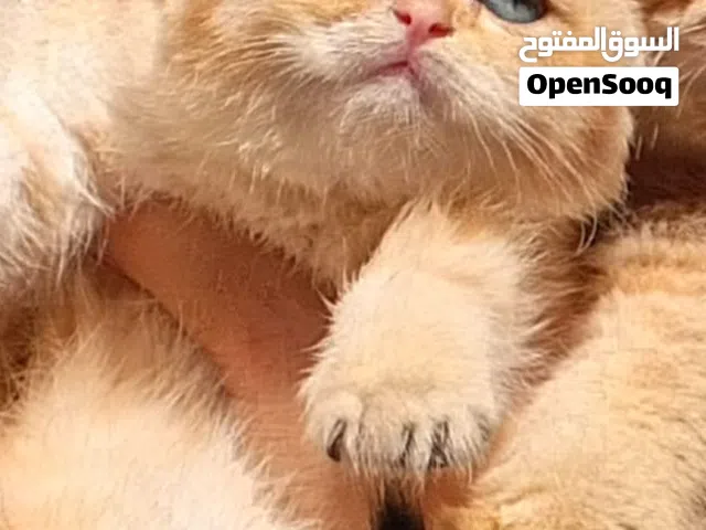 قطط سكوتش فولد