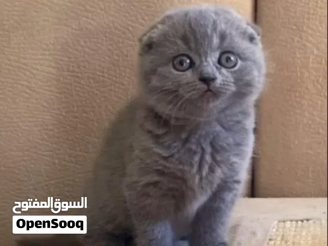Scottish fold shorthair