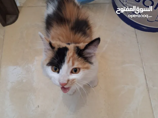 قطة للتبني