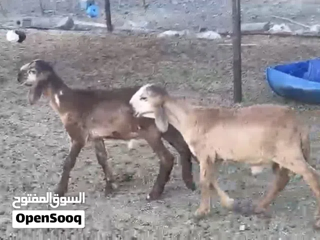 كبشان سودانيات اصل
