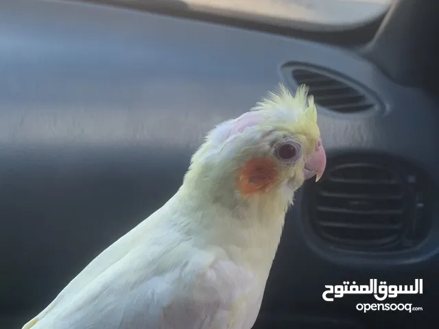 طير كوكتيل لاتينو عين حمرا اليف
