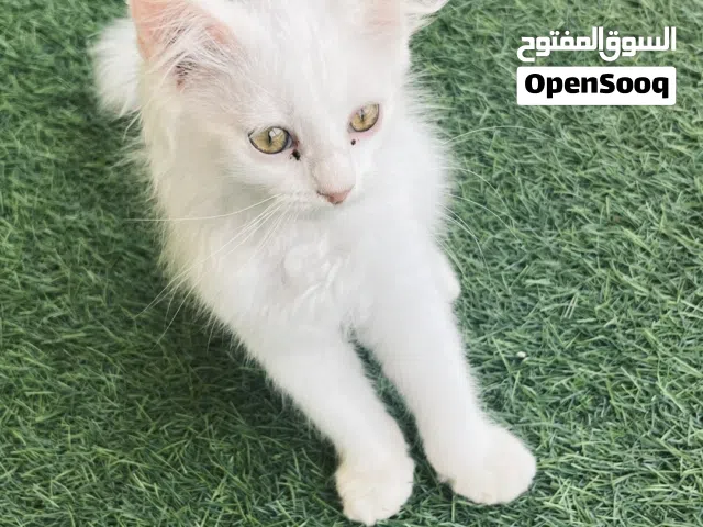 قط لي بيع شوف وصف