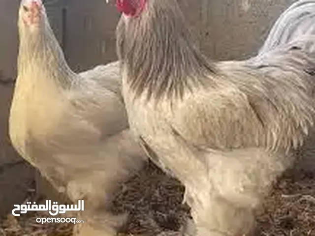 بيض براهمي للبيع