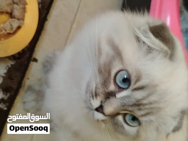 قطط للبيع يي