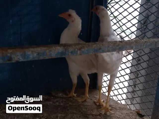 دجاج عرب للبيع