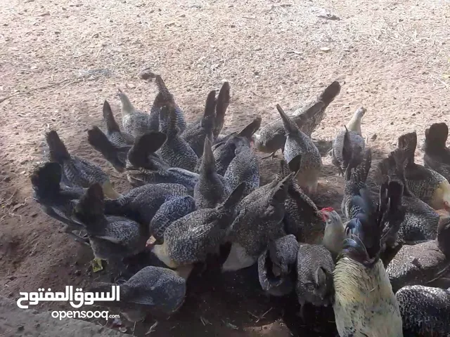 الدجاج الفيومي الفضي