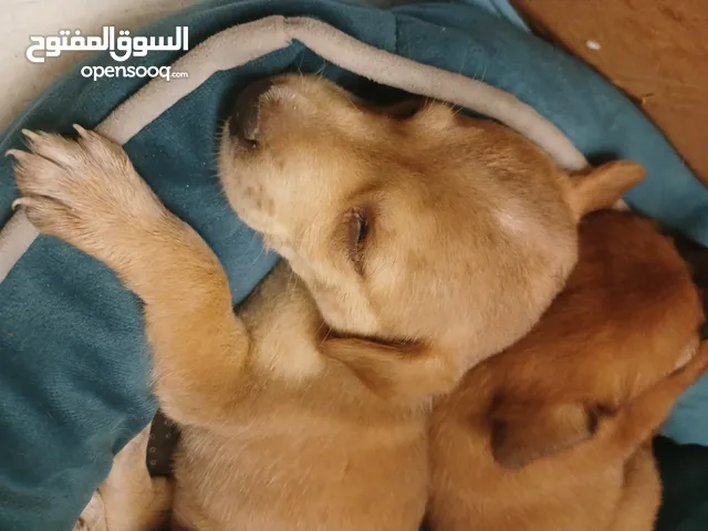 mix dogs for free adoption