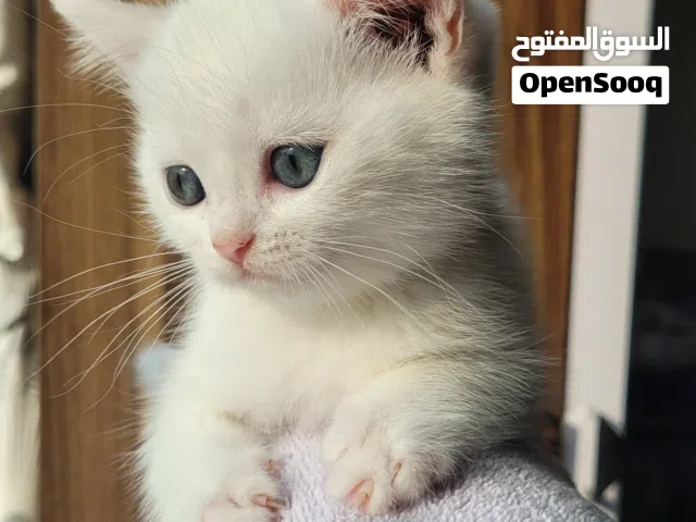 سكوتيش ستريت ذكر ابيض اللون