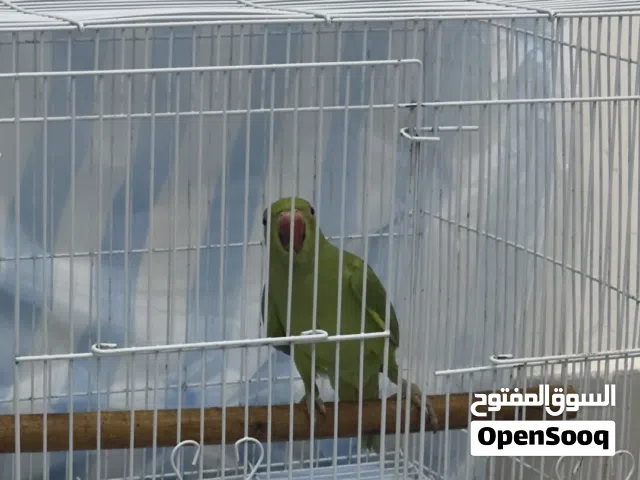 بغبغاء الدره
