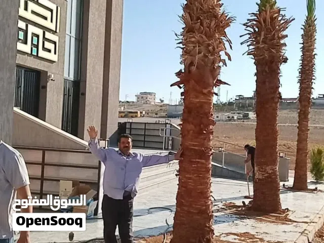 نخل زينة ونخل مثمر جميع الارتفاعات وبأسعار ممتازة جداااا وخدمة التوصيل والزراعة