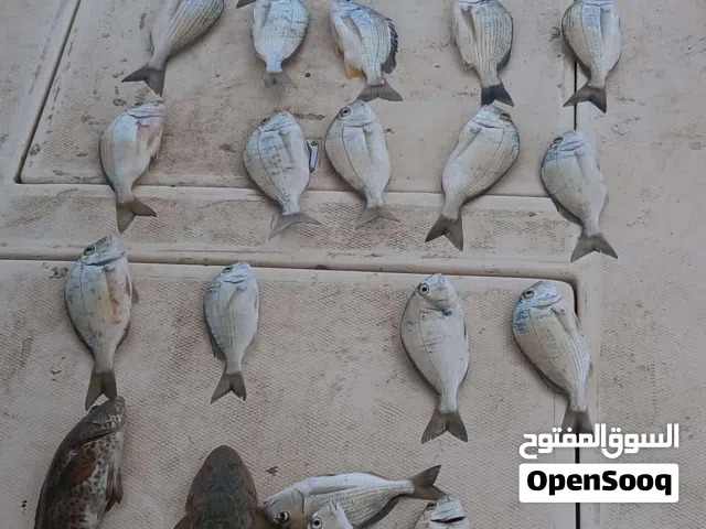 رحلات بحريه وحداق تاجير طراد ووناسة ومغامرات صيد السمك والعاب مائية