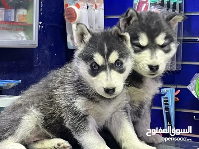 جراء هاسكي عمر شهر ونص