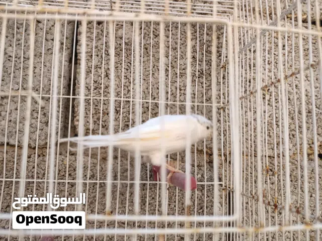 لا قوة الى بالله دكر كناري نشاط وزوز اناثي كناري للبيع جمله